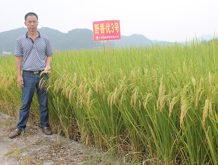 野香優(yōu)3號(hào)