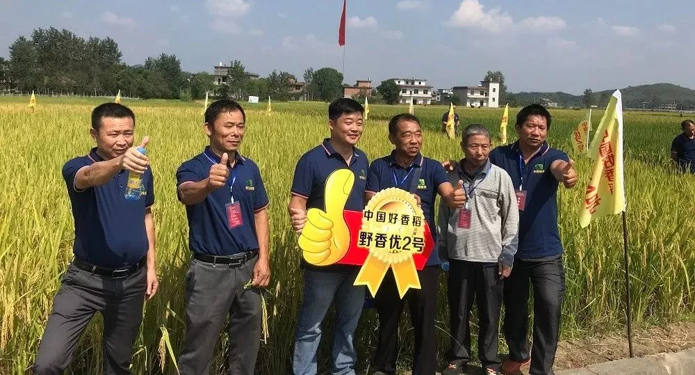 秈稻不好吃？秈稻也好吃！是什么讓院士改觀？