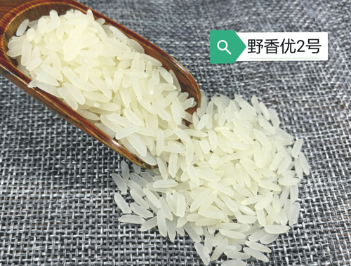 野香優(yōu)2號(hào)